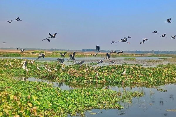 साहिबगंज का उधवा पक्षी अभयारण्य बना रामसर साइट, प्रवासी पक्षियों के लिए सुरक्षित ठिकाना