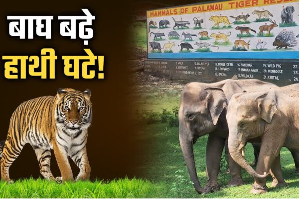 2025 में झारखंड का वन्यजीव इतिहास रचा गया: पहली बार बाघ का रेस्क्यू, हाथी-गौर की रिपोर्ट जारी, संरक्षित क्षेत्र से गांवों का विस्थापन