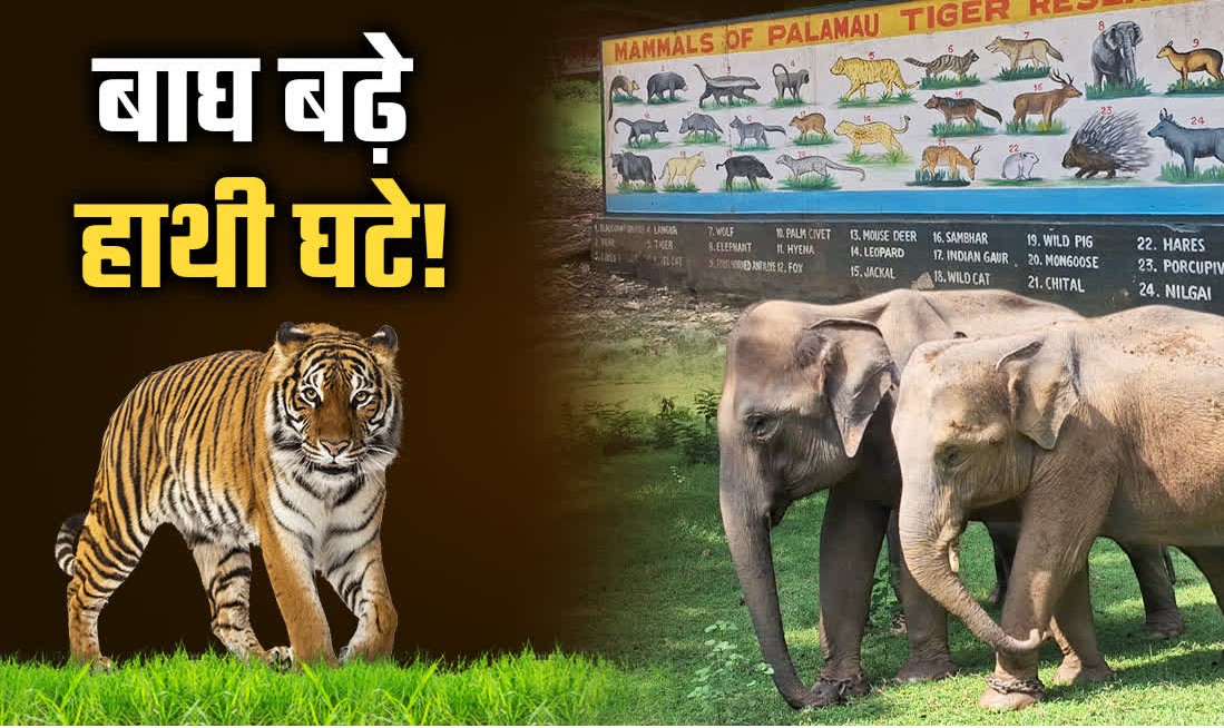2025 में झारखंड का वन्यजीव इतिहास रचा गया: पहली बार बाघ का रेस्क्यू, हाथी-गौर की रिपोर्ट जारी, संरक्षित क्षेत्र से गांवों का विस्थापन