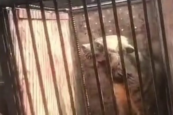 रिहायशी क्षेत्र में घुसा लकड़बग्घा, वन विभाग ने स्कूल के स्टोर रूम से सुरक्षित किया रेस्क्यू