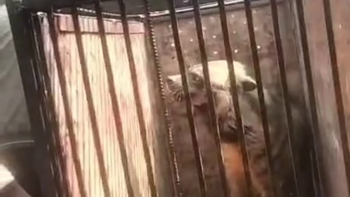 रिहायशी क्षेत्र में घुसा लकड़बग्घा, वन विभाग ने स्कूल के स्टोर रूम से सुरक्षित किया रेस्क्यू