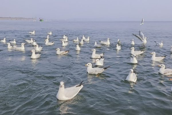 म्यूजिकल फाउंटेन से जगमगाएगा पतरातू डैम, हर शाम रोशनी और संगीत का मनमोहक संगम