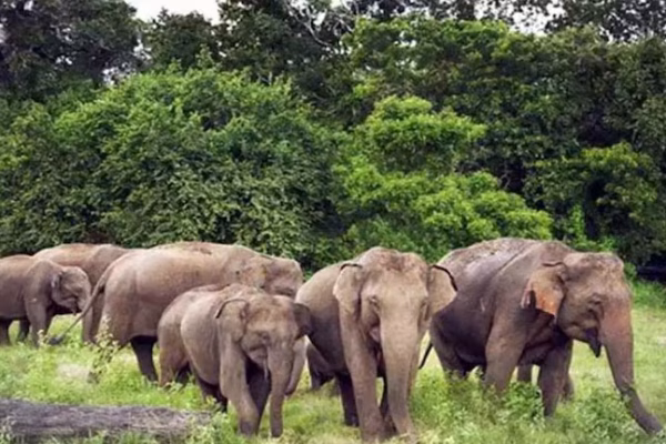 हजारीबाग में हाथियों का तांडव: महिला की मौत, दो दिनों में सात की जान गई