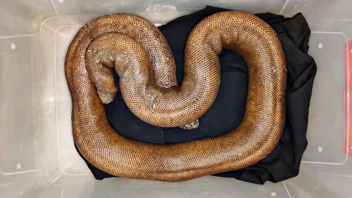 रांची एयरपोर्ट के पास रेस्क्यू टीम द्वारा पकड़ा गया दुर्लभ दो मुंहा रेड सैंड बोआ