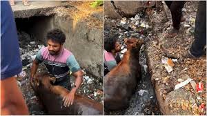 नालंदा के कागजी मोहल्ले में नाले में फंसी गाय को बाहर निकालते स्थानीय लोग