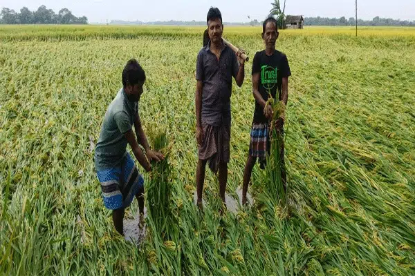 बरसोल क्षेत्र में भारी बारिश और आंधी के बाद खेतों में बिछी हुई धान की बर्बाद फसल।