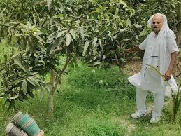 मुजफ्फरपुर के रहुआ गांव में मैंगो मैन राम किशोर सिंह द्वारा विकसित नागेंद्र भोग और रामजसी आम की किस्में।