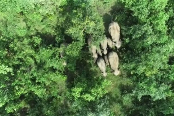 बस्तर के घने जंगलों में थर्मल इमेजिंग ड्रोन से रात के समय की जा रही निगरानी