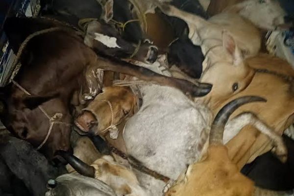 महुआडांड़ में अवैध गौकशी के खिलाफ पुलिस कार्रवाई के दौरान बरामद मवेशी और गिरफ्तार आरोपी