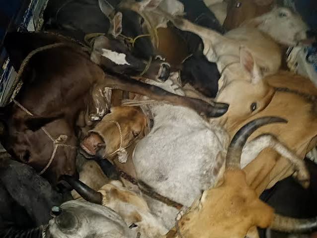 महुआडांड़ में अवैध गौकशी के खिलाफ पुलिस कार्रवाई के दौरान बरामद मवेशी और गिरफ्तार आरोपी