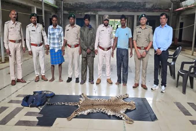 नारायणपुर वन विभाग द्वारा जब्त तेंदुए की खाल और गिरफ्तार तस्करों की तस्वीर।