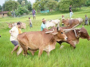 जशपुर के बगिया गांव में बैलों के साथ खेत में हल चलाते मुख्यमंत्री विष्णुदेव साय